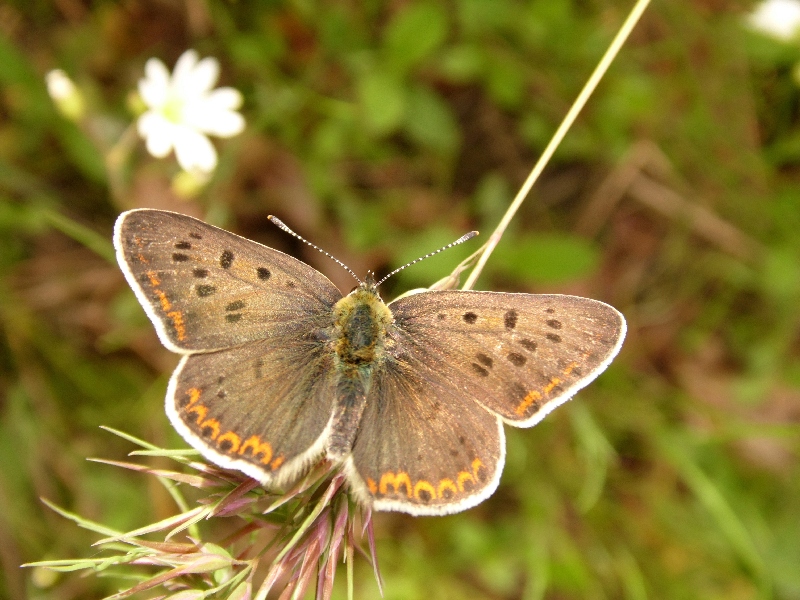 Lycaena tityrus M e F